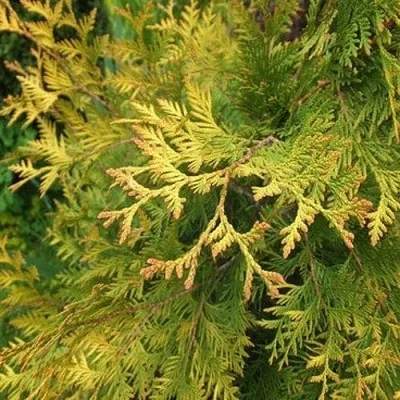 Туя ГОЛДЕН БРАБАНТ западная в Липецке