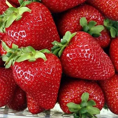 Клубника СКАЛА в Липецке