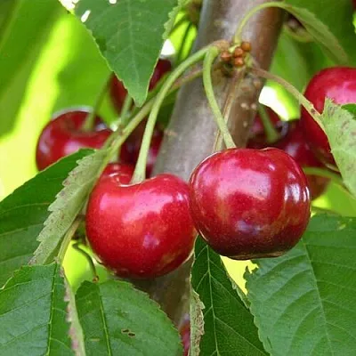 Черешня 15-26-5  Черешня 15-26-5 в Липецке