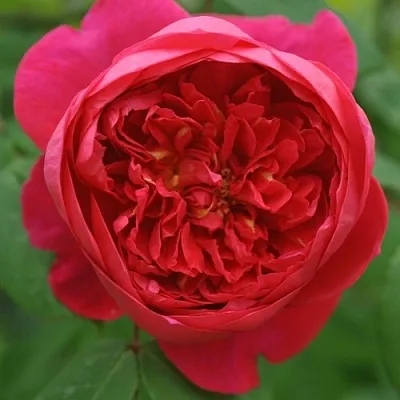 Саженцы роз БЕНДЖАМИН БРИТТЕН шраб  Саженцы роз БЕНДЖАМИН БРИТТЕН шраб в Липецке