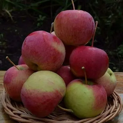 Яблоня РОДНИКОВАЯ  Яблоня РОДНИКОВАЯ в Липецке