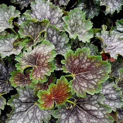 Гейхера МАРВЕЛОС МАРБЛ СИЛЬВЕР  Гейхера МАРВЕЛОС МАРБЛ СИЛЬВЕР в Липецке