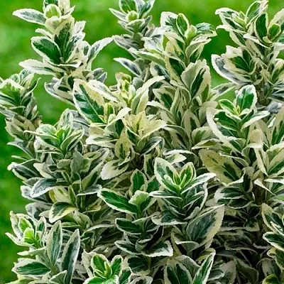 Бересклет  Бересклет в Липецке