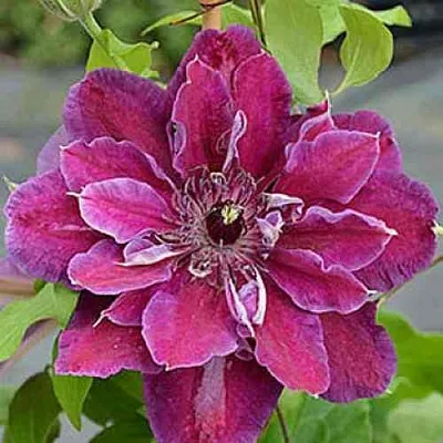 Клематис МАЙ БЬЮТИ  Клематис МАЙ БЬЮТИ в Липецке