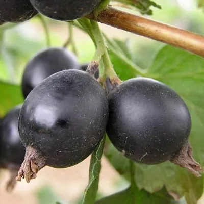 ЙОШТА в Липецке