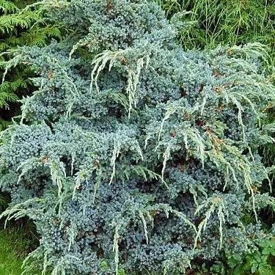 Можжевельник БЛЮ АЛЬПС китайский  Можжевельник БЛЮ АЛЬПС китайский в Липецке