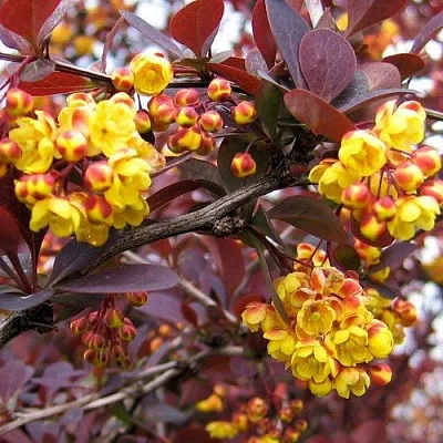 Барбарис СУПЕРБА оттавский   Барбарис СУПЕРБА оттавский  в Липецке