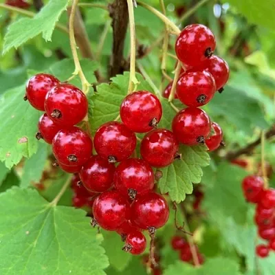 Смородина красная МААРСЕС ПРОМИНЕНТ  Смородина красная МААРСЕС ПРОМИНЕНТ в Липецке