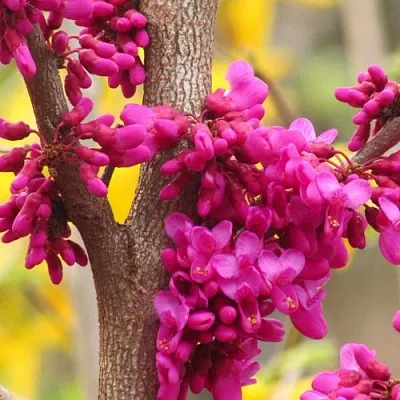 Церцис  Церцис в Липецке