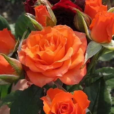 Саженцы роз АЛЕГРИЯ спрей  Саженцы роз АЛЕГРИЯ спрей в Липецке