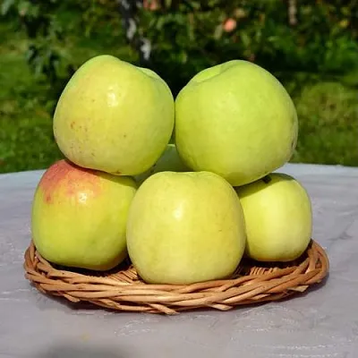 Яблоня БИРСКОЕ ГРУШЕВОЕ (БИЧИК)  Яблоня БИРСКОЕ ГРУШЕВОЕ (БИЧИК) в Липецке