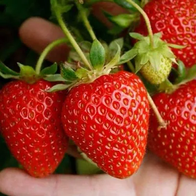 Клубника ПОРТОЛА ремонтантная в Липецке