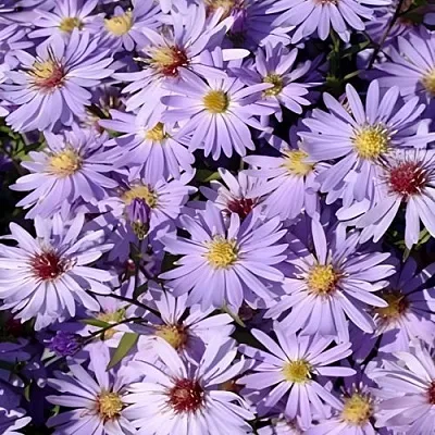 Астра БЛЮ ХЕВЕН сердцелистная  Астра БЛЮ ХЕВЕН сердцелистная в Липецке