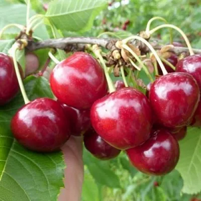 Вишня КОЛОННОВИДНАЯ в Липецке