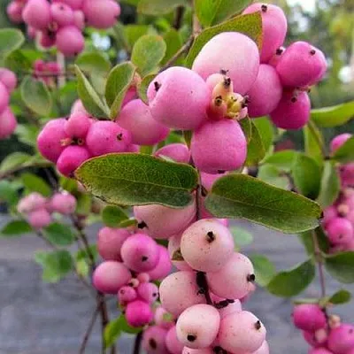 Снежноягодник ФИЕСТА БЕРРИ доренбоза  Снежноягодник ФИЕСТА БЕРРИ доренбоза в Липецке