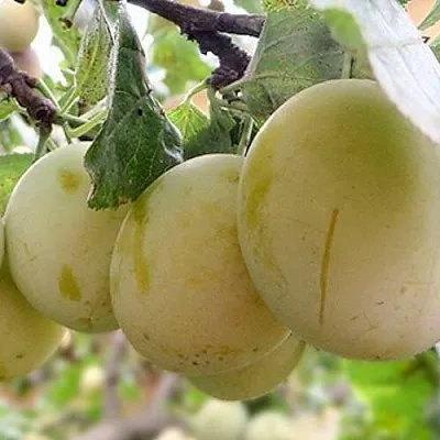 Слива УТРО в Липецке