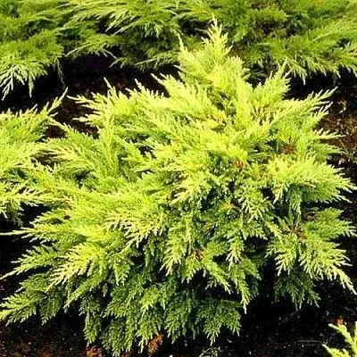 Можжевельник МОРДИГАН ГОЛД средний  Можжевельник МОРДИГАН ГОЛД средний в Липецке