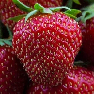 Клубника НАНДИ в Липецке