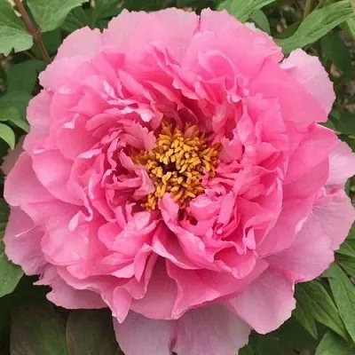 Пион РОЗОВЫЙ ЛОТОС древовидный  Пион РОЗОВЫЙ ЛОТОС древовидный в Липецке