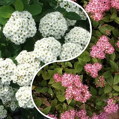 Комплект ТАЛАНТЛИВЫЙ САДОВОД в Липецке