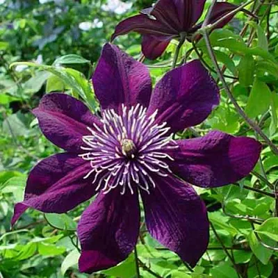 Клематис ПАНТЕР  Клематис ПАНТЕР в Липецке
