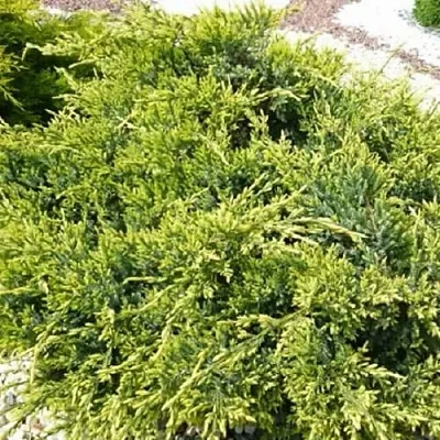 Можжевельник ГОЛД СТАР средний  Можжевельник ГОЛД СТАР средний в Липецке