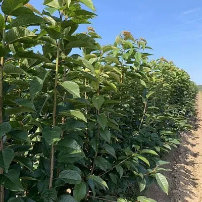 Саженцы оптом  Саженцы оптом в Липецке