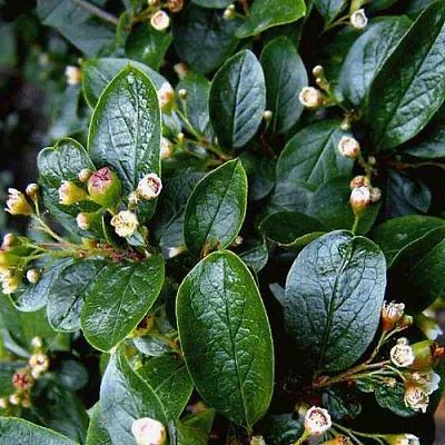 Кизильник  Кизильник в Липецке