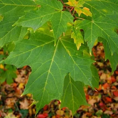 Клен сахарный  Клен сахарный в Липецке