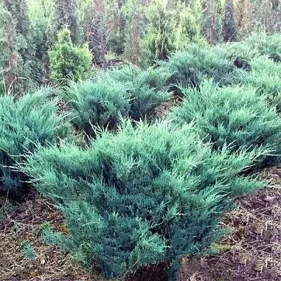 Можжевельник БЛЮ ДАНУБ казацкий  Можжевельник БЛЮ ДАНУБ казацкий в Липецке