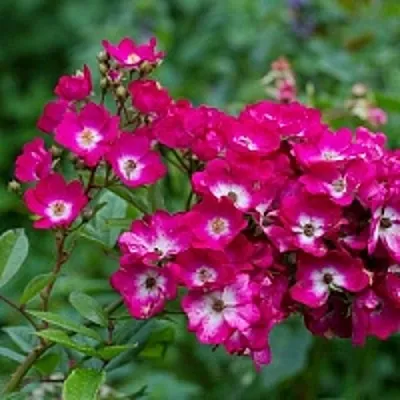 Саженцы роз МАРДЖОРИ ФЕЙР полиантовая  Саженцы роз МАРДЖОРИ ФЕЙР полиантовая в Липецке