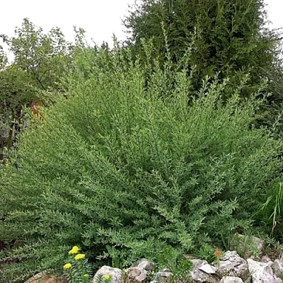 Ива НАНА  пурпурная   Ива НАНА  пурпурная  в Липецке