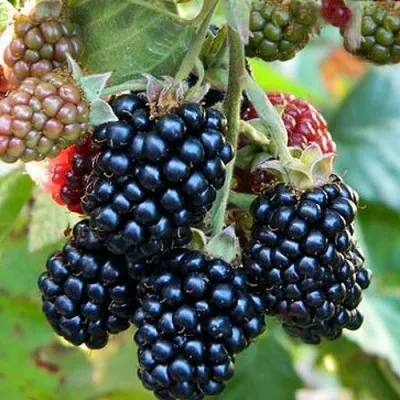 Ежевика ОУАЧИТА бесшипная — описание сорта Ежевика ОУАЧИТА бесшипная в Липецке