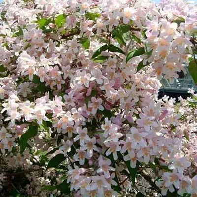 Кольквиция  Кольквиция в Липецке