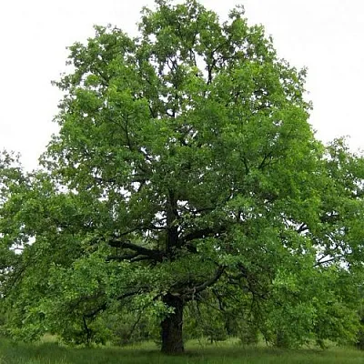 Дуб черешчатый   Дуб черешчатый  в Липецке
