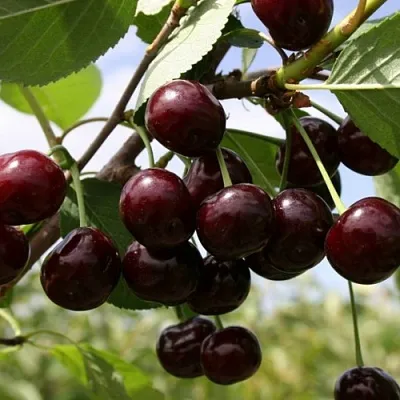 Вишня СВЕРДЛОВЧАНКА степная в Липецке