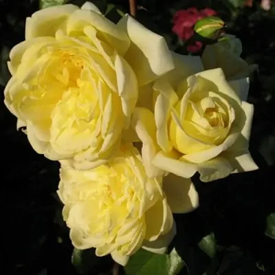 Саженцы роз КАЗИНО плетистая  Саженцы роз КАЗИНО плетистая в Липецке