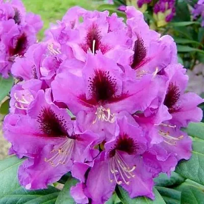 Рододендрон РАСПУТИН в Липецке