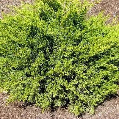 Можжевельник ИЗАБЕЛИН китайский  Можжевельник ИЗАБЕЛИН китайский в Липецке