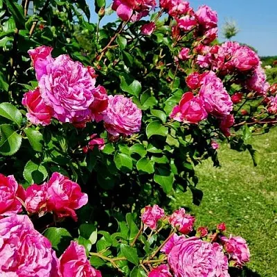 Саженцы роз ИНЕС САСТР плетистая  Саженцы роз ИНЕС САСТР плетистая в Липецке