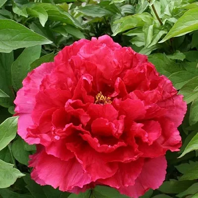 Пион АРОМАТНОЕ ВОСПОМИНАНИЕ древовидный  Пион АРОМАТНОЕ ВОСПОМИНАНИЕ древовидный в Липецке