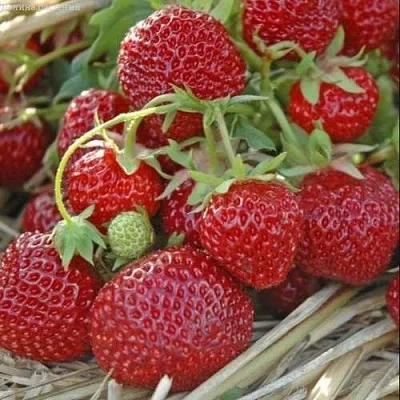 Клубника ЗЕНГА-ЗЕНГАНА в Липецке