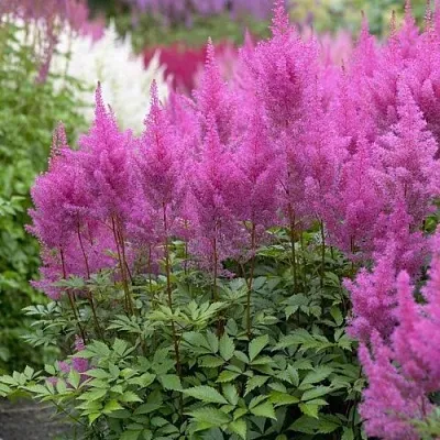 Астильба АМЕТИСТ Арендса  Астильба АМЕТИСТ Арендса в Липецке