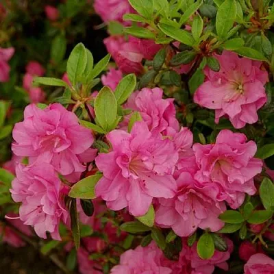 Азалия РОЗИНЕТТА японская  Азалия РОЗИНЕТТА японская в Липецке