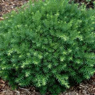 Тис ХИКСИ средний  Тис ХИКСИ средний в Липецке