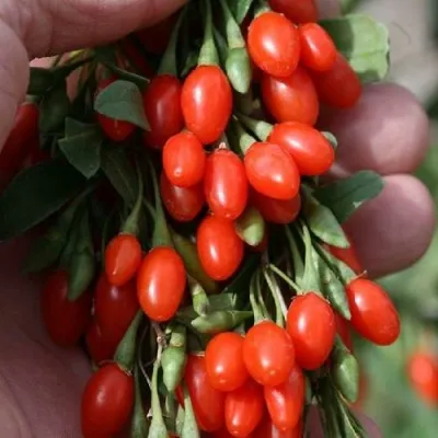 Годжи КОРЕАН БИГ — описание сорта Годжи КОРЕАН БИГ в Липецке