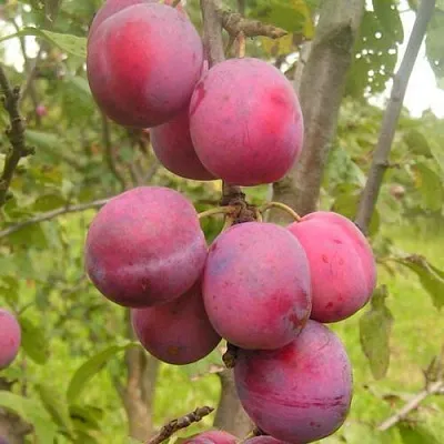 Слива ЭДИНБУРГСКАЯ в Липецке