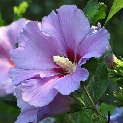 Гибискус  Гибискус в Липецке