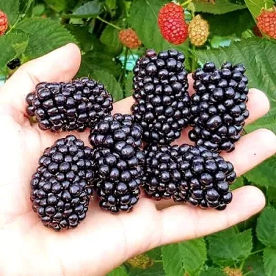 Ежевика ОУАЧИТА бесшипная — описание сорта Ежевика ОУАЧИТА бесшипная в Липецке