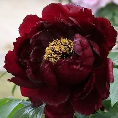 Пион ПОЛНОЧЬ древовидный  Пион ПОЛНОЧЬ древовидный в Липецке